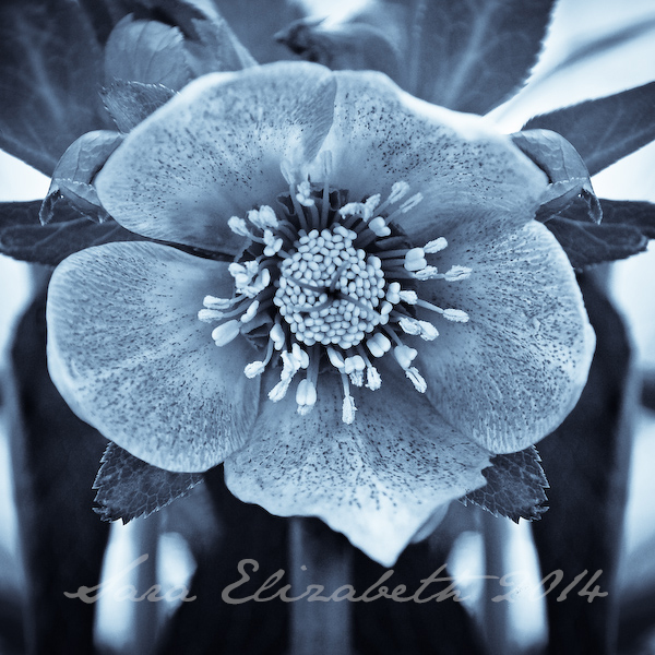 Spring has sprung - in Selenium