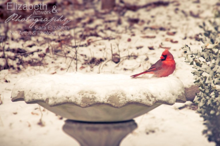 SnowCardinal